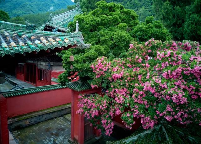 乐游绵阳 清凉一夏 ‖ 立秋已过,平武多了几分“姿色”!云海、花海、森林与田园的诗意交响~