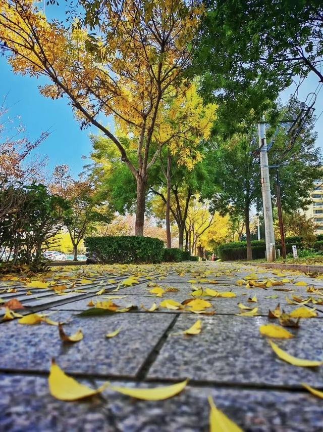 坊子区7处“落叶缓扫”超出片，快来打卡~