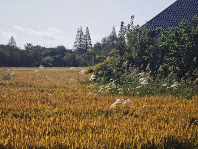 一键收藏！向化镇邀您打卡限定版秋色
