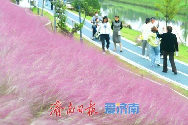 一年四季 泉在济南丨浪漫画卷秋色无边，龙鼎河“粉黛花海”引人入胜