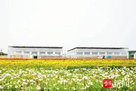 超百万株百合花开了，八卦洲等你来打卡图片