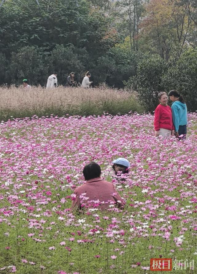 昔日“水淹七军”古战场，今朝已成浪漫花海