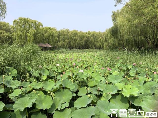 壹点号·秀山东|森林公园的荷花，千朵万朵压枝低