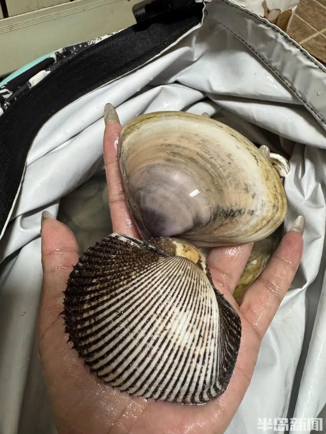 青岛大量海鲜被冲上岸 有人捡60多斤