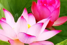 雨后的大明湖荷花盛开图片