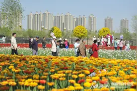 五家渠280万株郁金香盛放 赏花踏青正当时图片