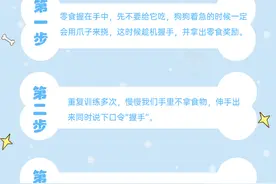 一图读懂|三步教会狗狗握爪图片