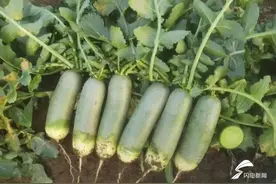 维C含量是普通萝卜5倍，超市卖到99元一根！“小萝卜”成农民增收致富“大产业”图片