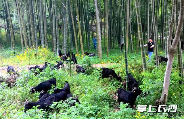 风裹竹香水带甜，在大围山寻一份盛夏清凉