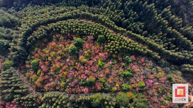 荣县：冬樱绽放引客来 文旅融合绘新篇