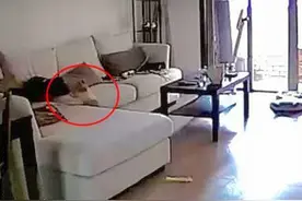 看到狗狗在沙发上拉粑粑，主人很愤怒，跑过去一看吓得差点吐了图片