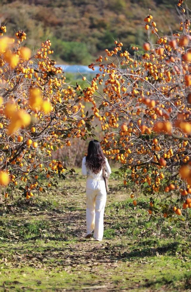 日照色彩派对开启！“美拉德”风景正当时！
