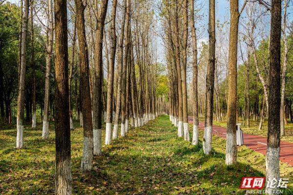 岁暖时刻丨长沙岳麓区藏着条林道，一步是一景