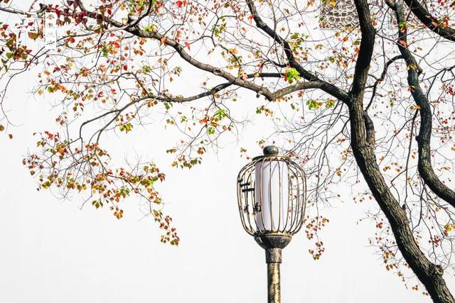 秦淮花事｜乌桕斑斓，半城秋色入画来