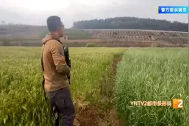已确认！当场击毙图片