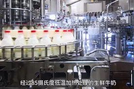 今日科普｜纯牛奶和鲜牛奶有什么区别？图片