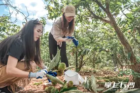 “小刺球”大产业，千亩板栗林蝶变3A景区丨我们村里的土特产图片
