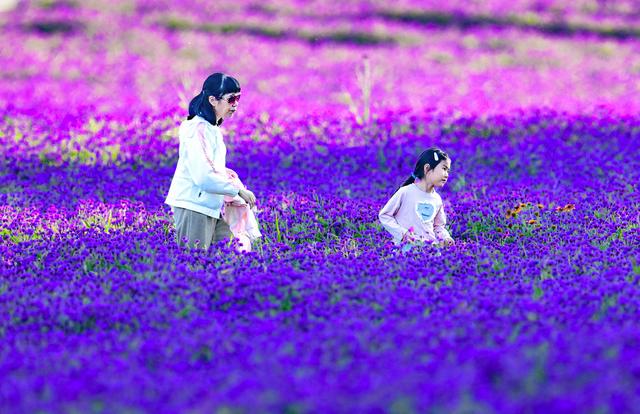 呼和浩特：马鞭草花海迎来盛花期