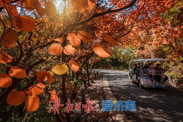 济南红叶谷：万山红遍层林尽染，秋日胜景醉游人