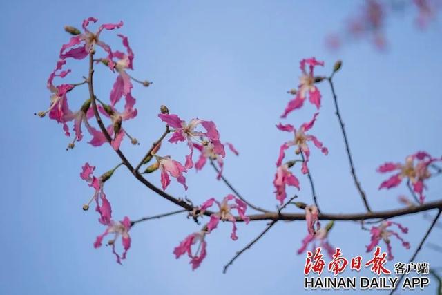 美丽异木棉迎冬绽放 扮靓环热带雨林国家公园旅游公路