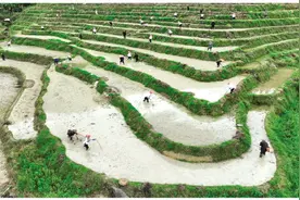 龙胜龙脊“开耕节” 千层梯田喜开耕图片