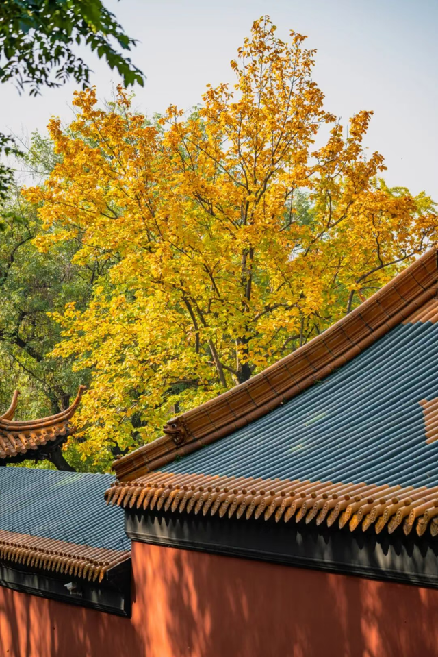 秦淮的银杏，悄悄黄了