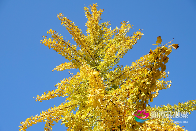 湘潭县银杏路：满目金黄入画来