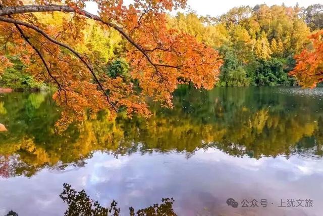 阳明湖最新“枫”情预告