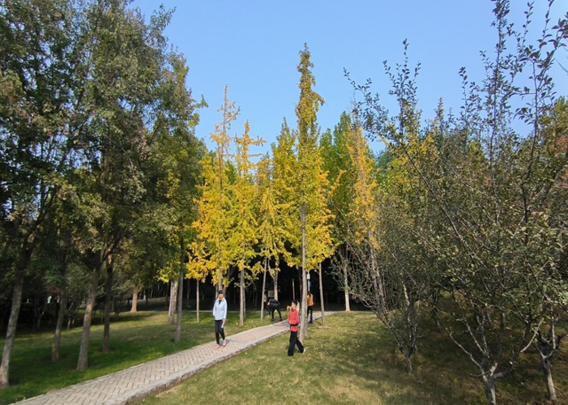 郑州锦和公园：浓浓秋韵，绘就城市生态画卷