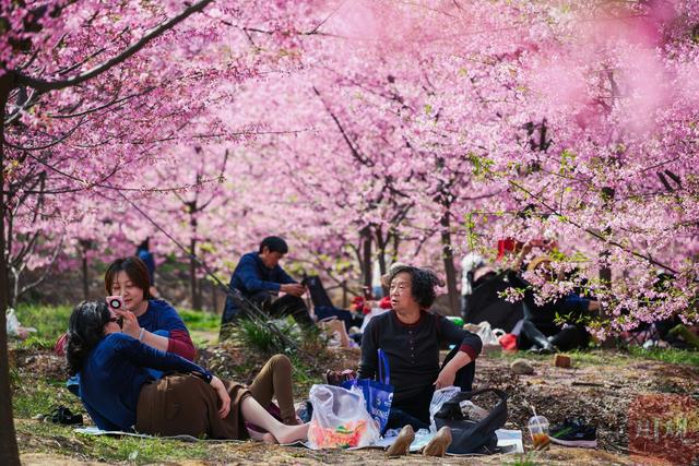 粉樱漫山 两万株樱花绽放出绝美春天