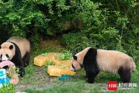 奥运期间过生日，大熊猫双胞胎是法国顶流“姐妹花”图片