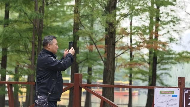 报告！洛阳这里的乌桕红了！