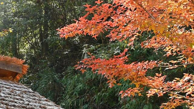 藏不住！秋天的莲都街头，绝美~