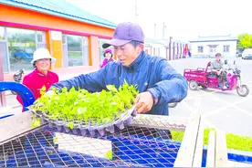 龙井市子洞村：小辣椒高效益 为乡村振兴发展添动力图片