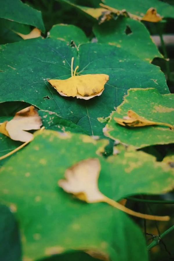 醉美秋色！福州鼓岭迎来“颜值巅峰”期！