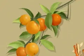 泡陈皮，和这4个搭档功效更强！图片