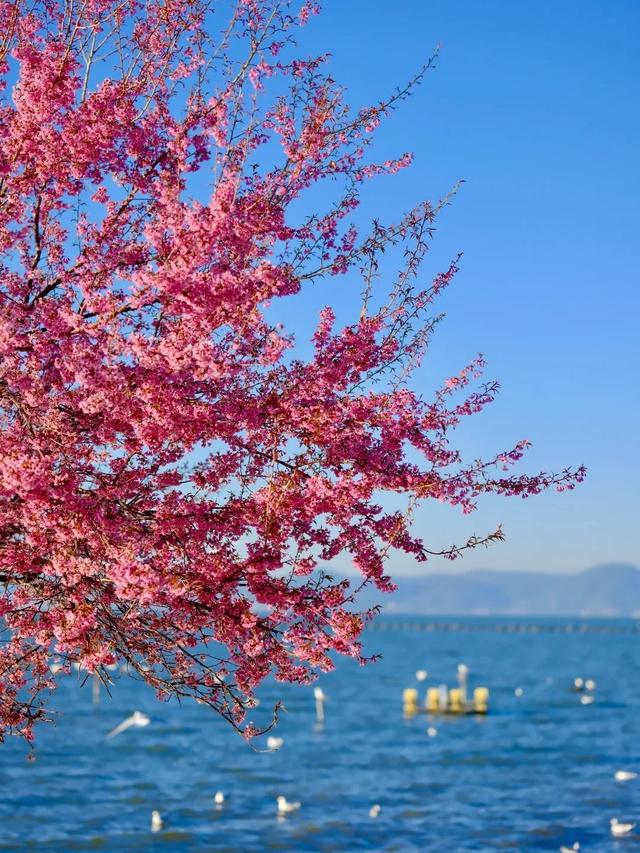 冬樱花、梅花、郁金香、虞美人......昆明最全赏花攻略请查收
