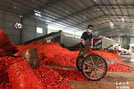 有一种叫云南的生活 | “椒”香四溢！大理云龙万亩辣椒喜获丰收图片