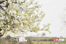 梨花绽放春意浓！看湖南衡阳第十届梨花节美图大赏图片