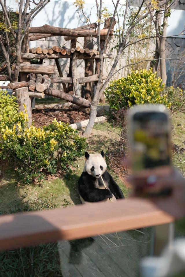 欢迎来到熊猫的家！保姆级攻略请收好！