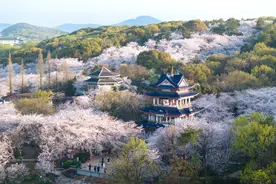 江苏无锡：樱花烂漫引客来图片