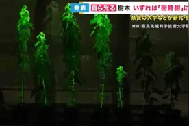 日本学者研发出自身发光植物 拟用于室内及人行道照明图片