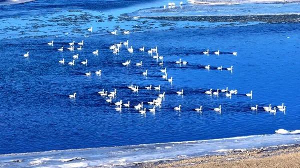 河曲融媒天鹅直播引发关注 生态美景与媒体担当获双重点赞