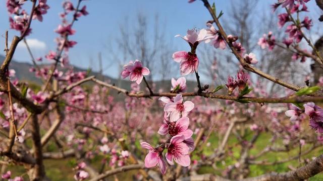 宾川鸡足山三千亩桃花绽放 绘就春日田园诗画