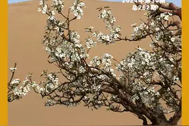 【小陇画报·262期】 敦煌：月泉润鸣沙 满目景色新图片