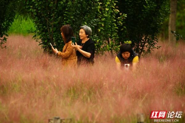 粉黛乱子草一开，官庄粉黛园里全是俏身影