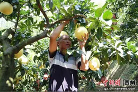 贵州罗甸：8600亩柚子喜丰收图片