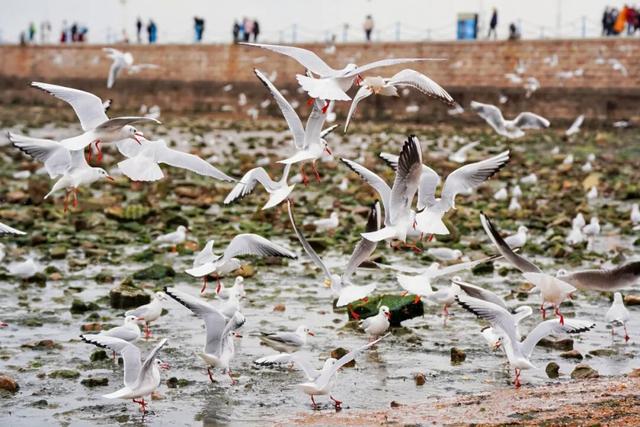 鸥遇青岛 温泉暖冬！青岛冬日暖经济火力全开！