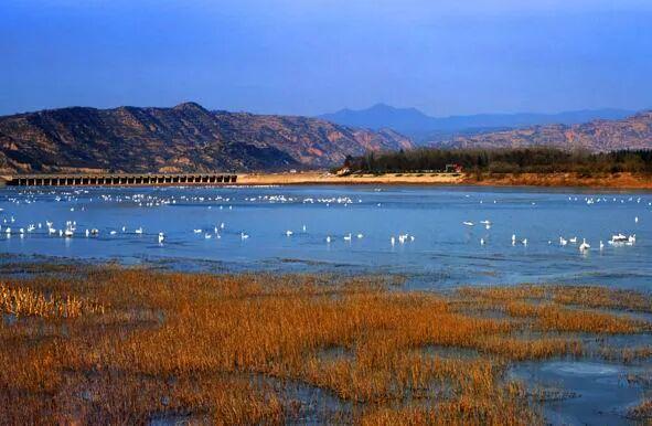 赴一场冬日精灵之约！三门峡白天鹅观赏指南来啦→