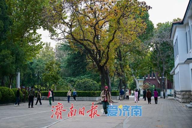 一年四季 泉在济南丨秋染中山公园：一园金色载满城市记忆